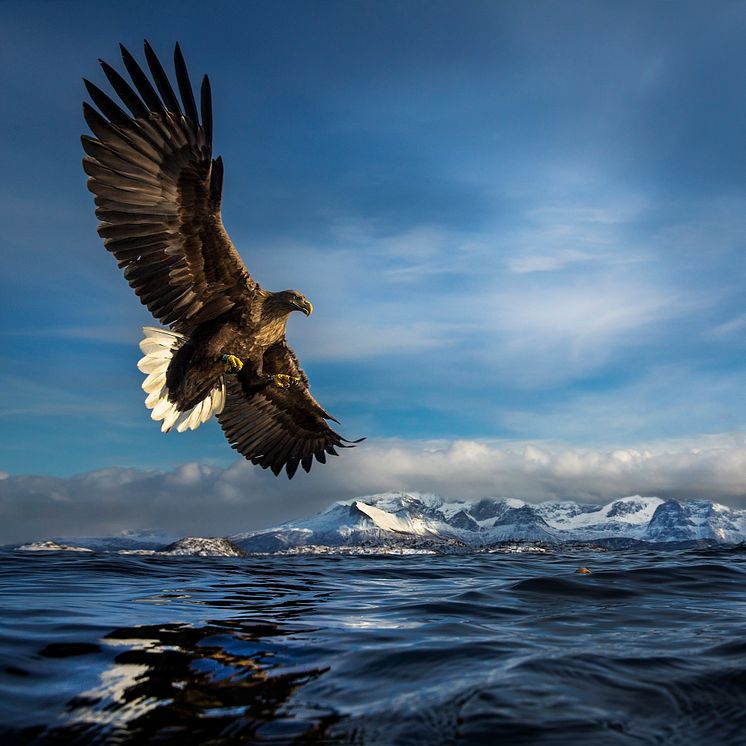 Eagle on hunt (C) Audun Rikardsen