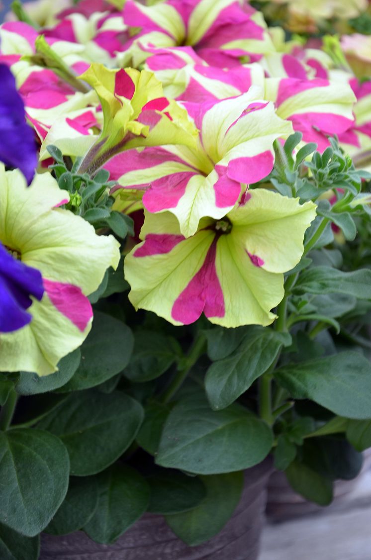 Petunia ´Lime Bicolour´ - är den sofistikerad?