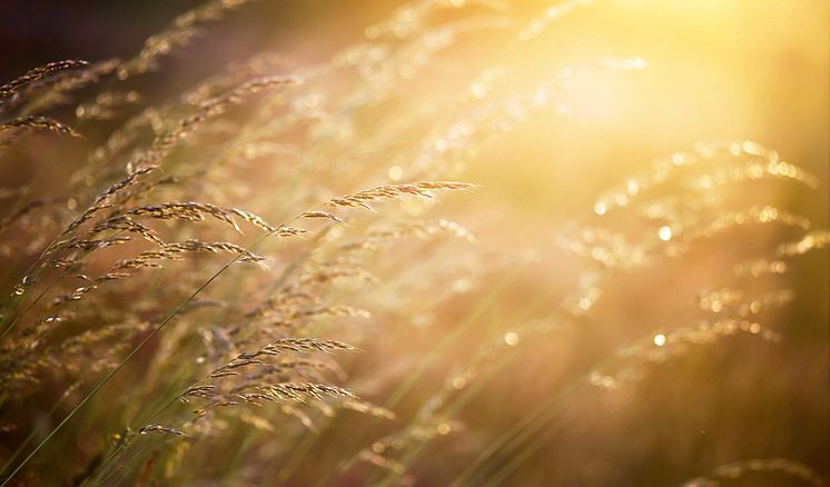 pollen-plants