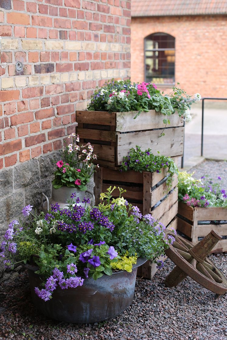 Dags att plantera sommarblommor