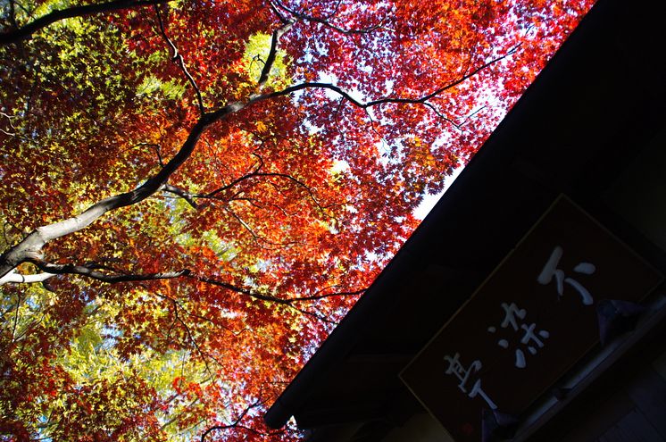 Kawagoe -Fall leaves at Nakain