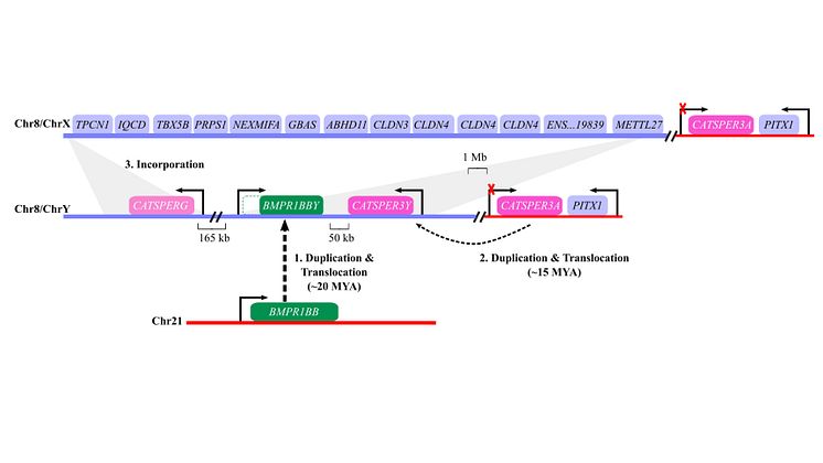 The birth of a Y chromosome in Atlantic herring