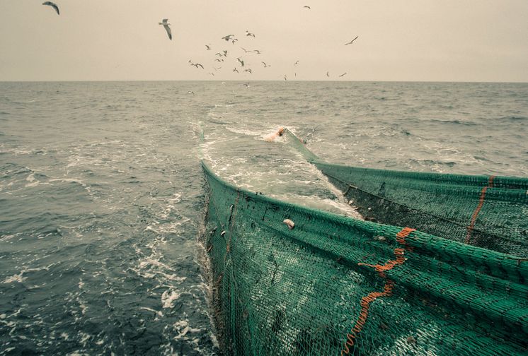 HaV föreslår ny modell för att få bättre bild av yrkesfiskets fångster