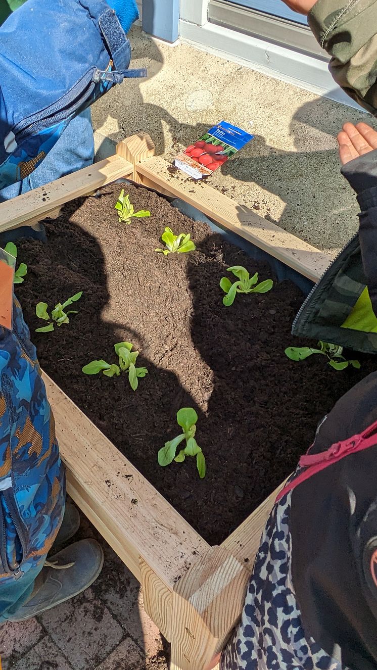 Projekt in der Kita „Purzelbaum“: Studierende und Kinder pflanzen und ernten gemeinsam