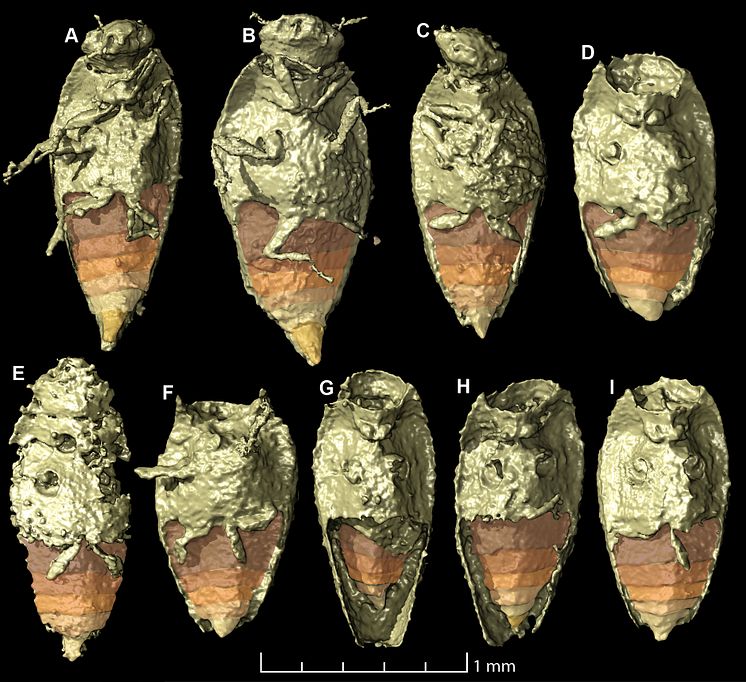 Triamyxa coprolithica 