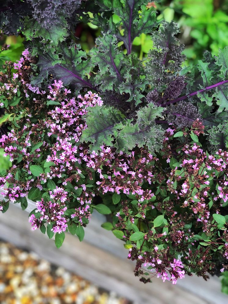 Förutom prydnadsgräs, mörkbladiga växter och blommor i rosa och rödviolett är bland annat perenner som går i silvriga, ljusgula och blåvioletta toner givna som sällskapsväxter.