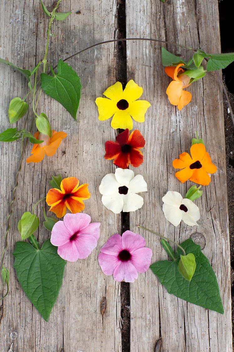 7èrets Sommarblomma 2023 Thunbergia alata Svartîga foto annikasnaturligating