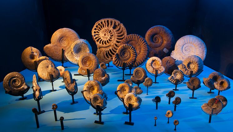 Fossil och evolution - ammoniter från jura