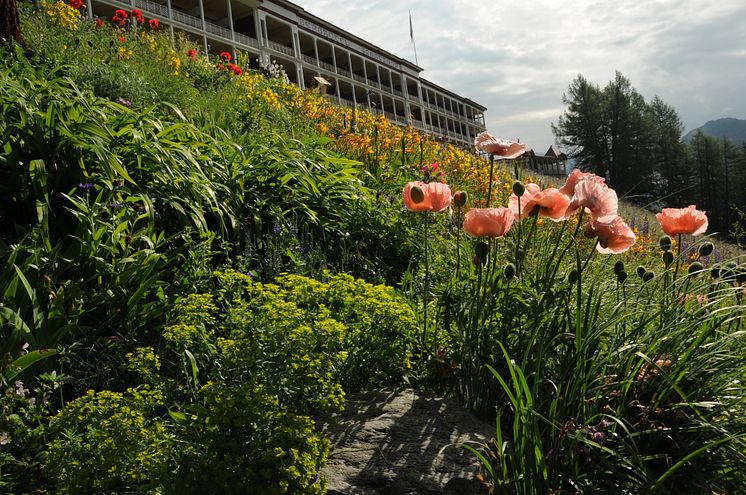 Artenvielfalt, Botanischer Garten Schatzalp, Davos