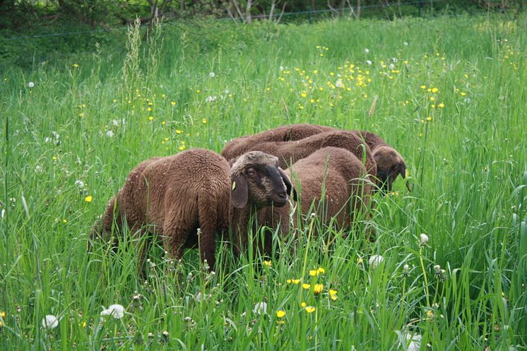 Goetheanum-Gartenpark – beweidet auch vom Engadiner Bergschaf