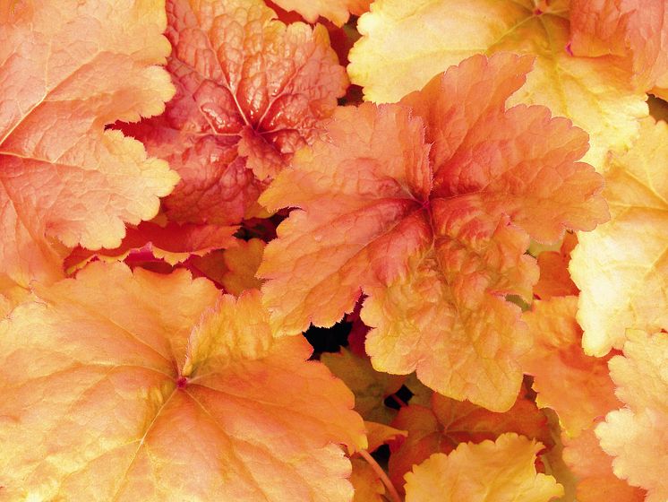 Heuchera ’Creme Brulée’