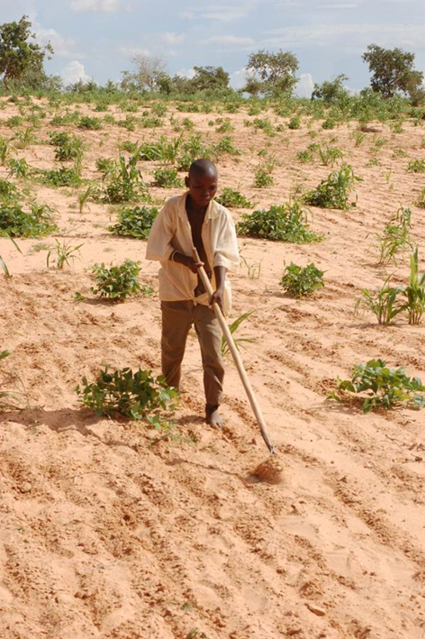 Jordbruk i Sahel