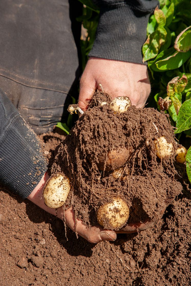 Potatis i fält_2024