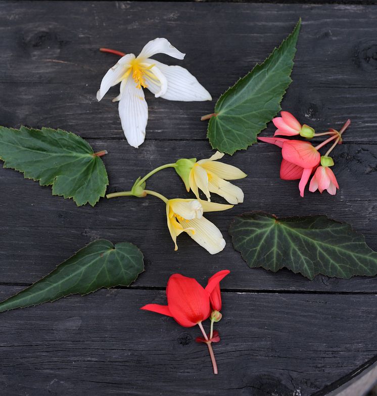 Begonia boliviensis Summerwings Boliviabegonia Foto @annikasnaturligating