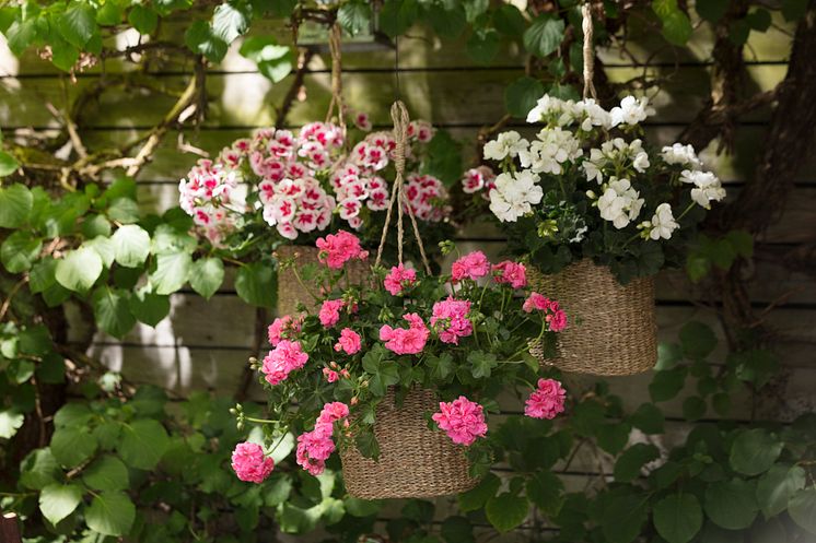 Pelargoner i trädgården