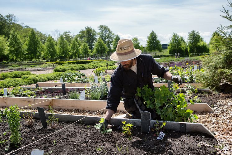 Plantering av växter enligt Linnés Sexualsystemet