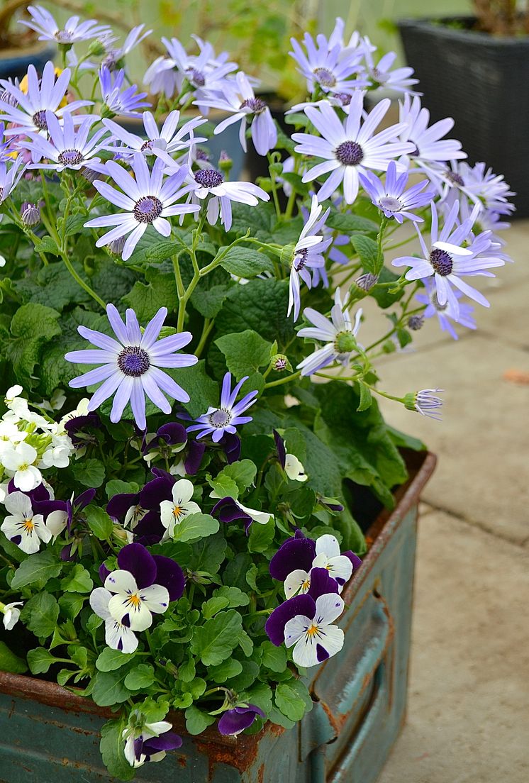 Cineraria och penséer