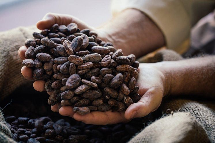 Chocolate Cocoa Beans 001[2][1]