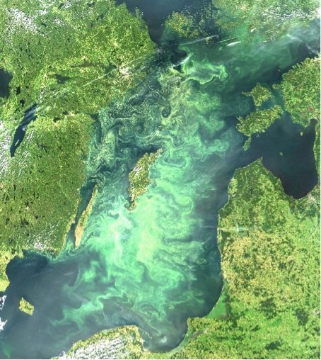 Algblomning i Östersjön 2005-07-11