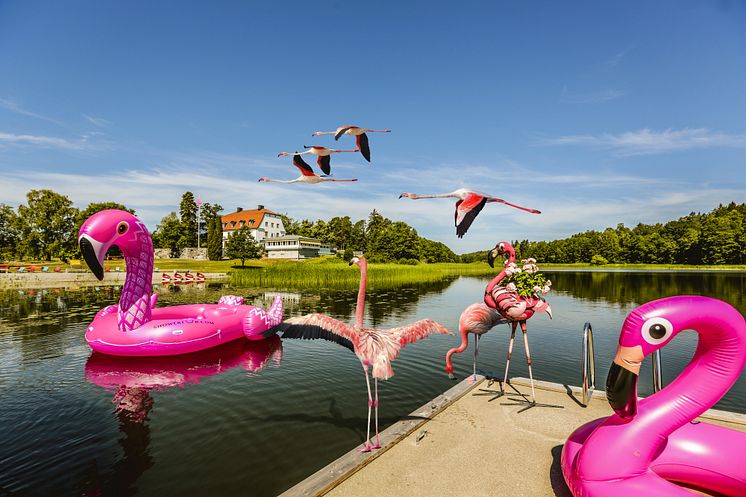 Happy Tammsvik - Sveriges första flamingopark utanför zoo-miljö