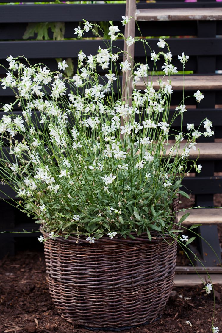 Sommarljus, Gaura lindheimeri 'Snowbird'