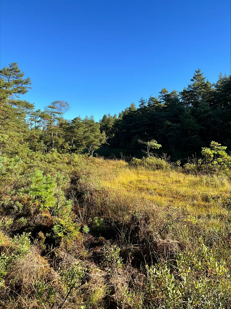 Bilden visar öppen skogsmark med framförallt barrträdsvegetation.