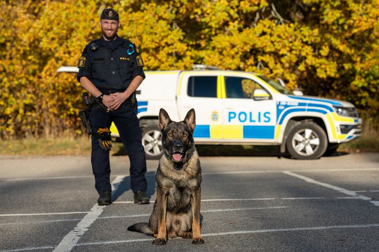 Årets Polishund-2024-Hank-Foto Måns Engelbrektsson.jpg