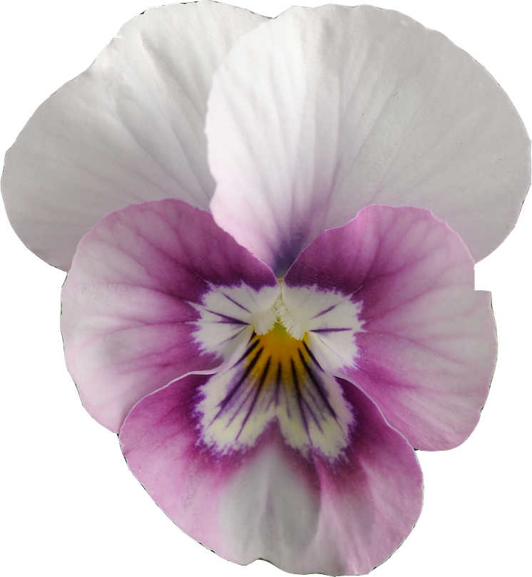 Viola (Tricolor-Gruppen) SORBET-SERIEN 'Pink Halo'