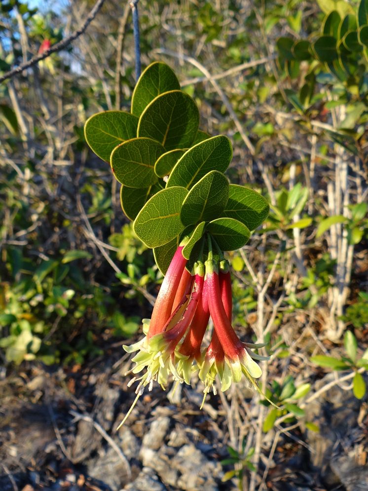 Pycnandra longiflora, den "återuppståndna" tuggummiväxten