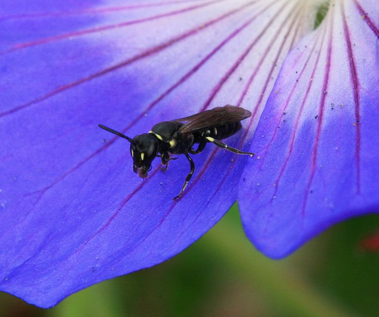 Både honungsbin, solitärbin och andra pollinatörer behövs!