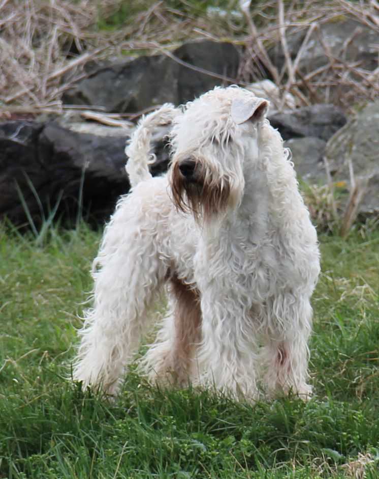 Terrierderby 2014, Elmia