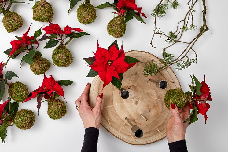 2023_julstjärna_DIY_Kokedama_Advent_05