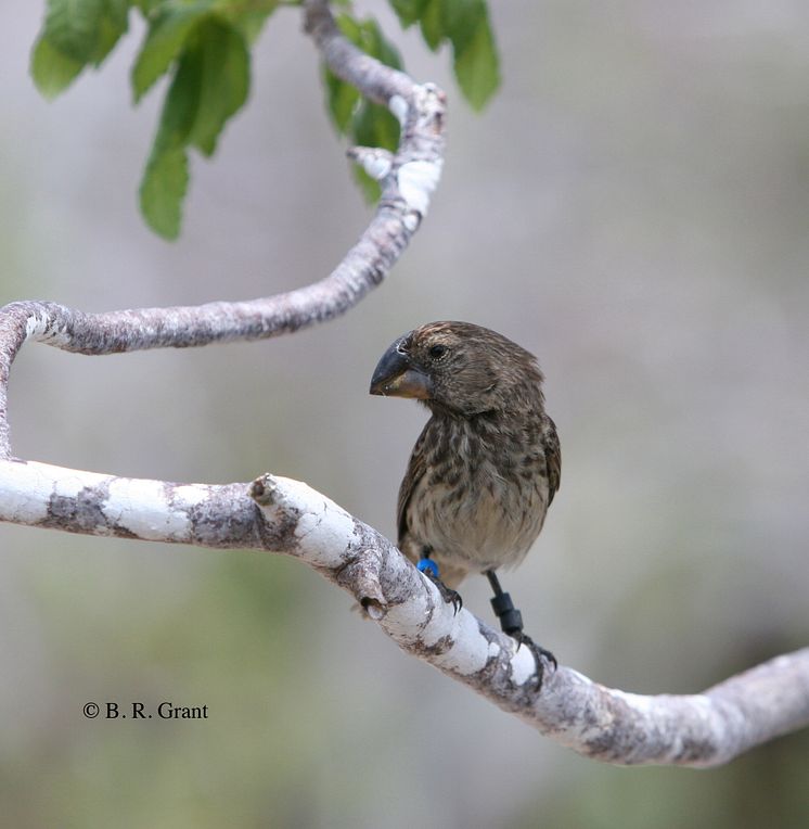 Geospiza magnirostris