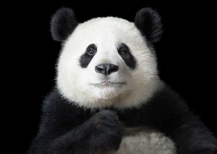 Tim Flach - Ya Yun "Elegant"