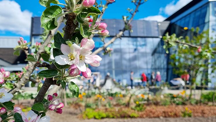 Vårmarknad_Sjöparkens_växthus_16.9