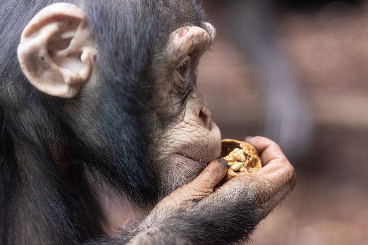 Zoologisk Have København