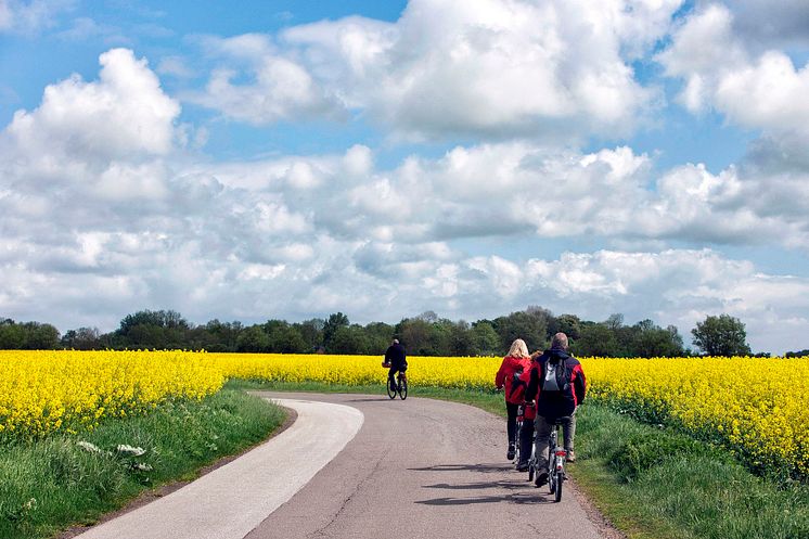 Radfahren entlang am Rapsfeld