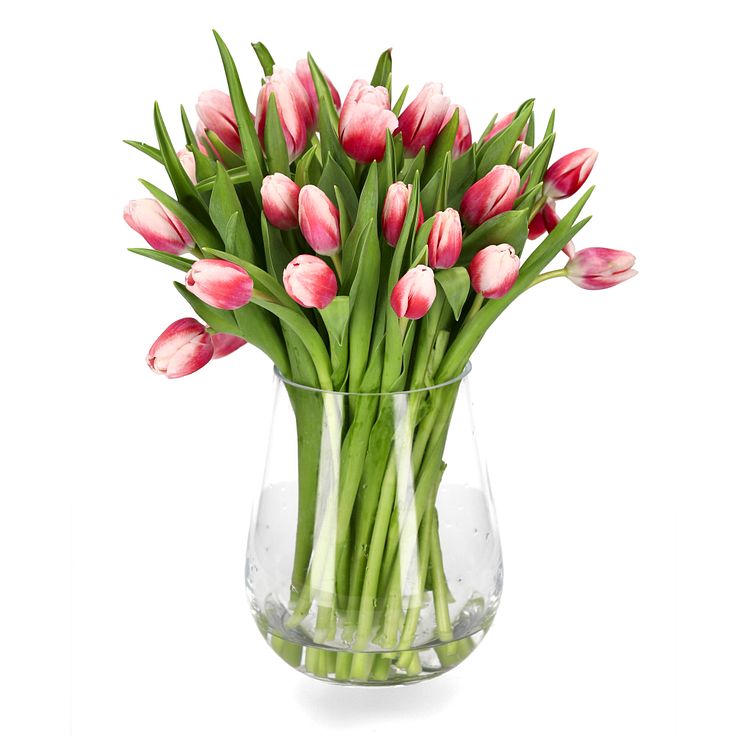 Tulips30pack_1.jpg