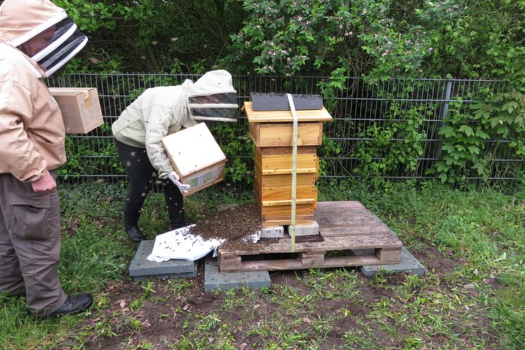 DOYMA Bienenhaus Jäger