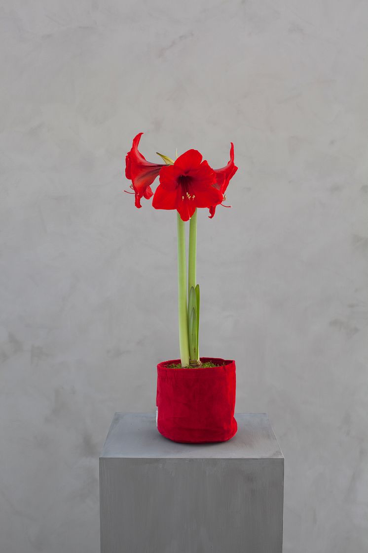 Amaryllis_i grow-in