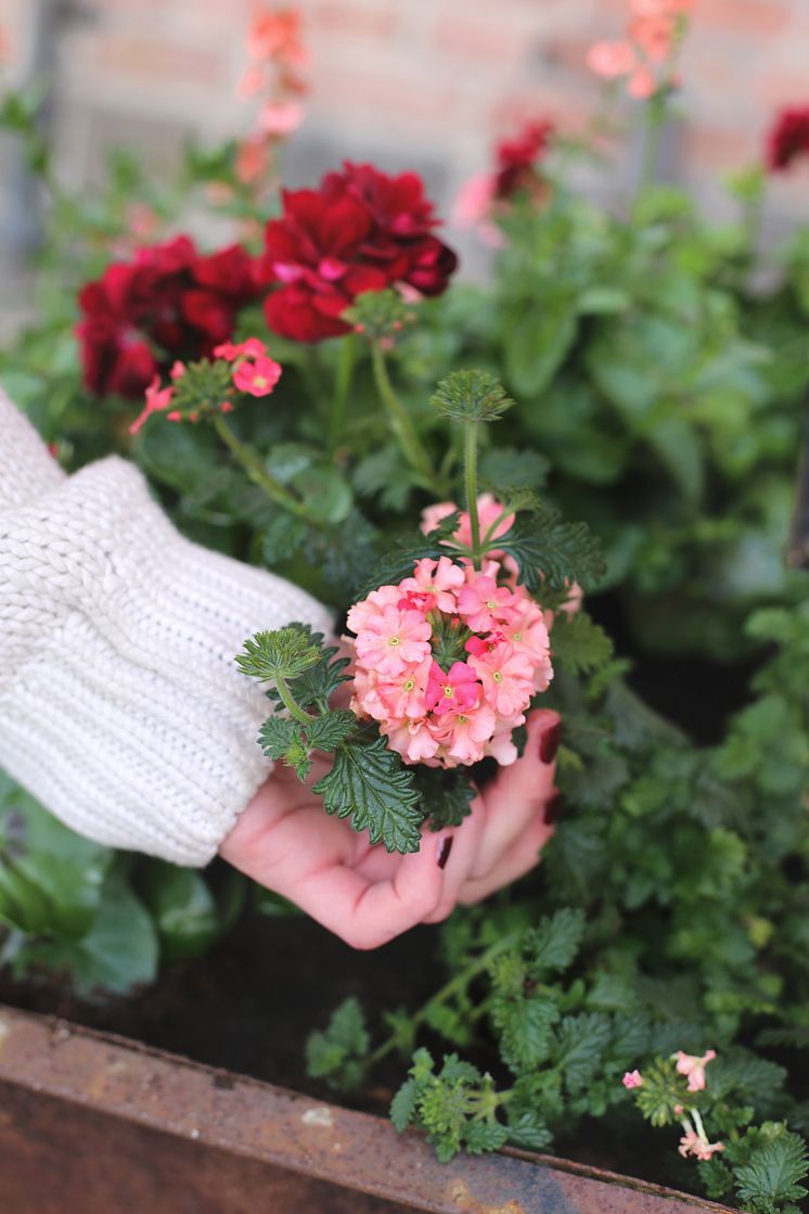 Sommarblommor i varma nyanser