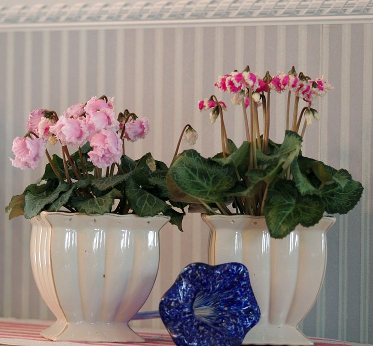 Cyclamen Bellissima