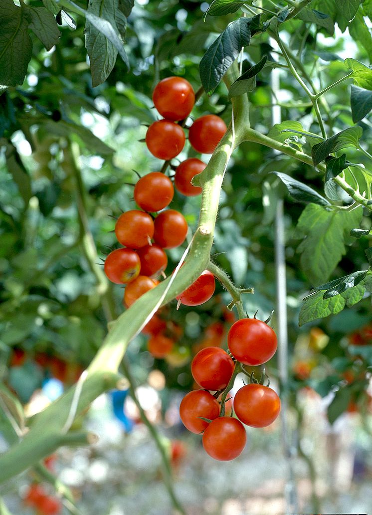 Tomatplanta