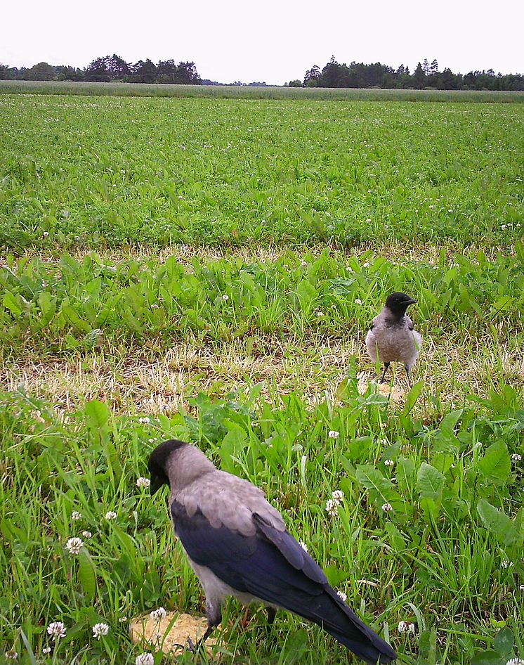 Birds use plant volatiles to find food