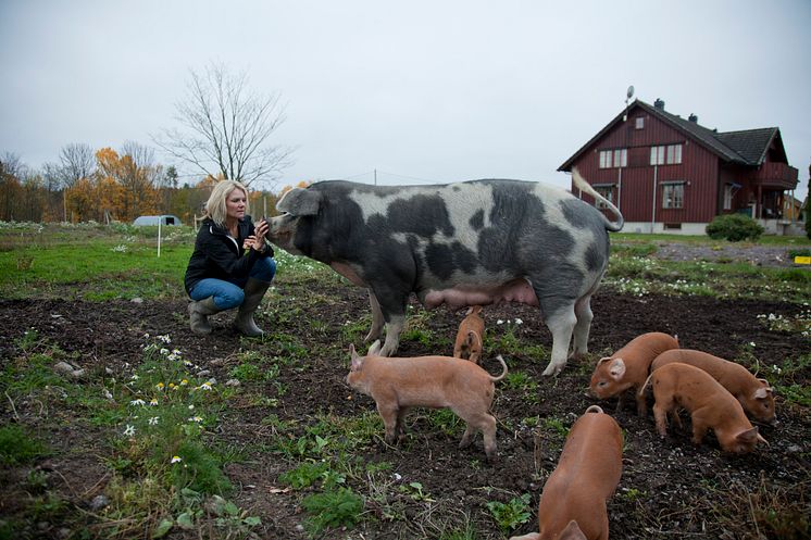 GRØSTAD-GRIS-FOTO-ERIK-RØED