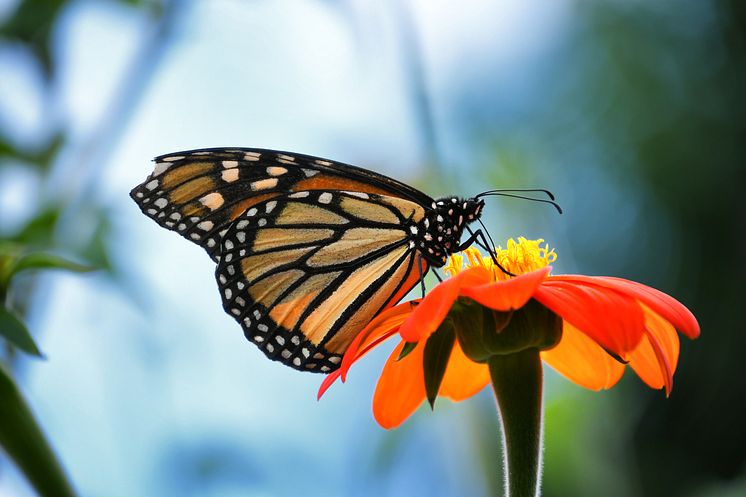 Monarch Butterfly on an Orange Zenia Flower