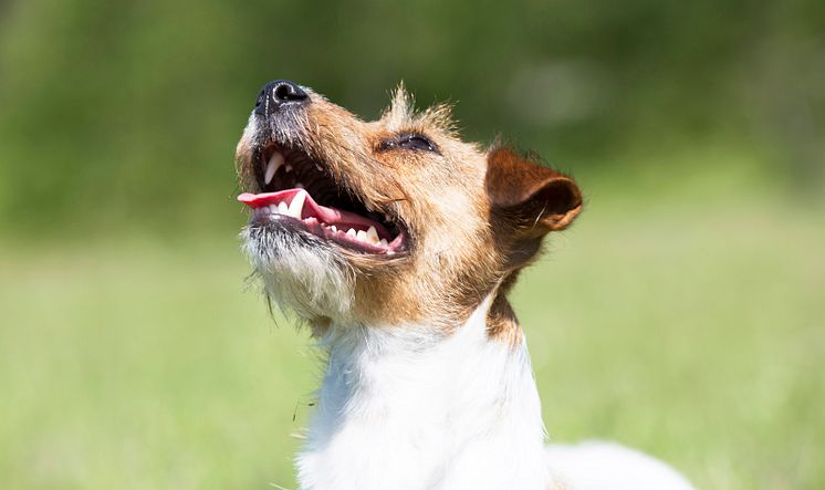 Jack russel terrier 