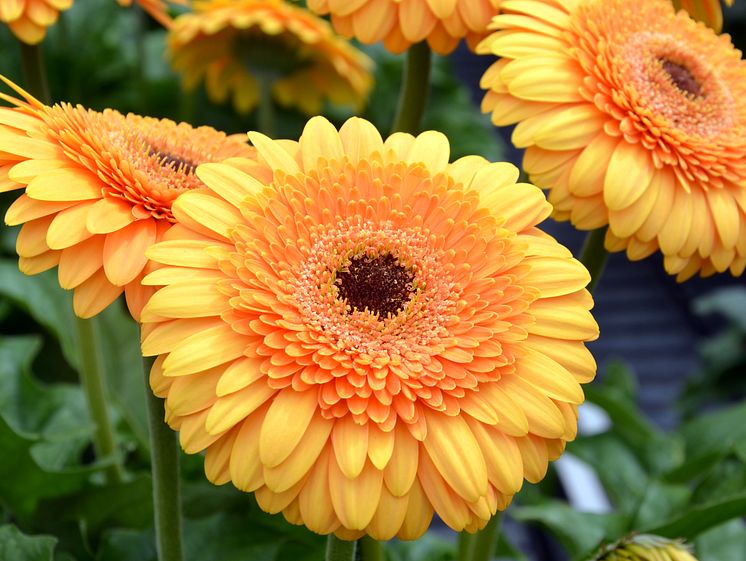 Patio Gerbera