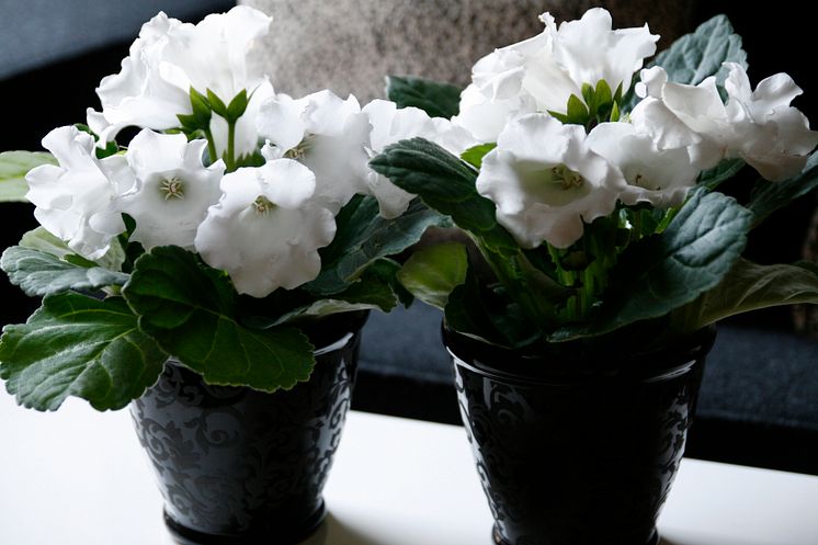 Gloxinia Sinningia speciosa Multibells-serien två vita