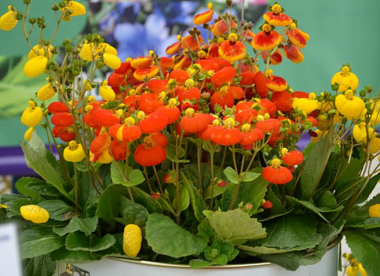 Toffelblomma i vårkrukan